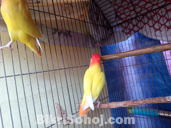 রেড হেডেড লোটিনো অপালাইন লাভবার্ডস